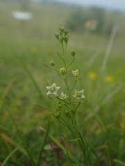 Thesium divaricatum