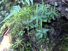 Peperomia microphylla