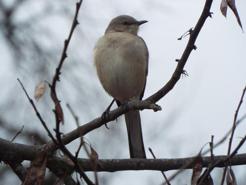 Northern Mockingbird