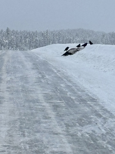 Woodland Caribou observed by camerondeckert