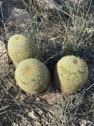 Coryphantha recurvata