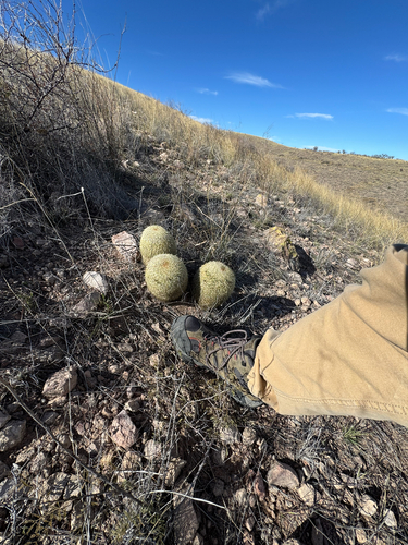 Coryphantha recurvata