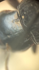 Harpalus attenuatus