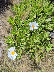 Celmisia prorepens, photograph (c) Heidi Meudt, some rights reserved (CC BY)