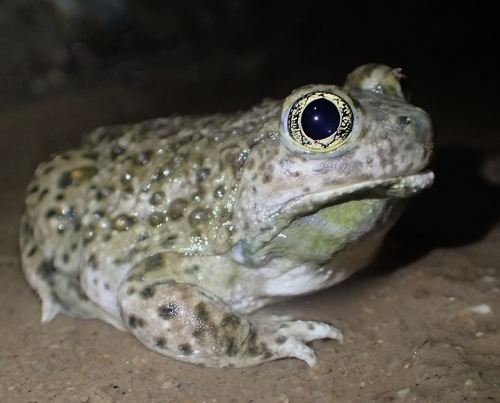 Western Spadefoot