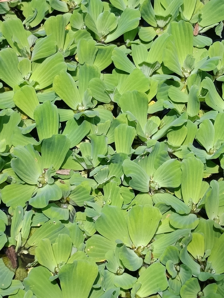 Apu-Apu (Pistia stratiotes)