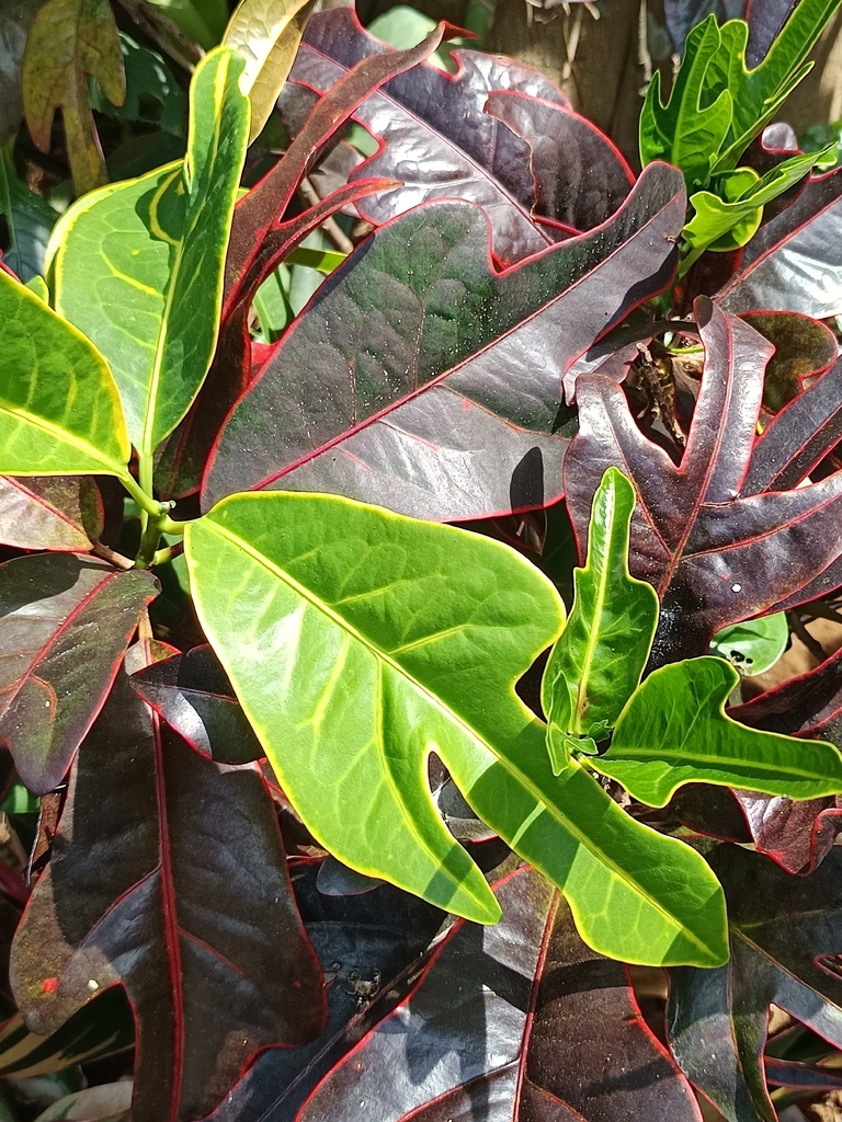 Garden Croton (Codiaeum variegatum)