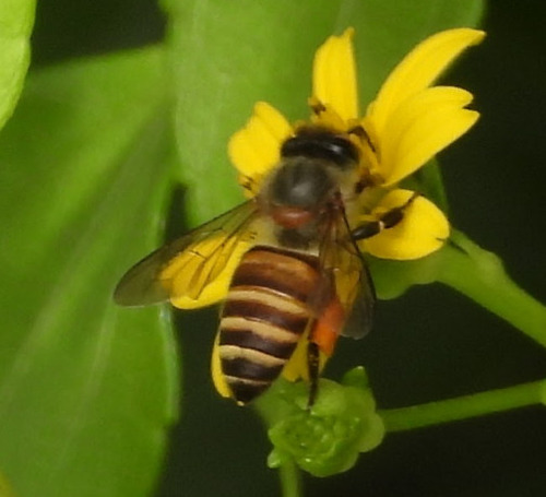 Apis cerana