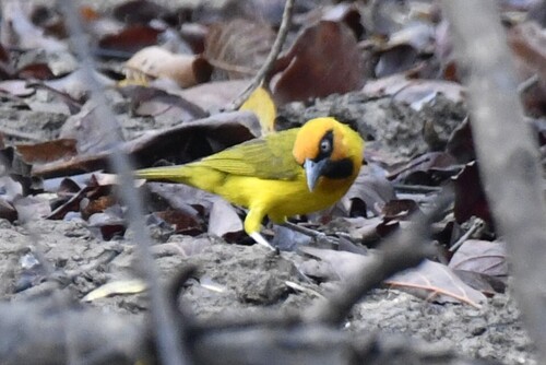 Olive-naped Weaver (Ploceus brachypterus), photo 3