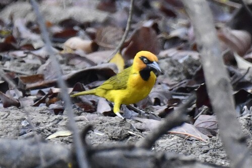Olive-naped Weaver (Ploceus brachypterus), photo 10