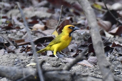 Olive-naped Weaver (Ploceus brachypterus), photo 4