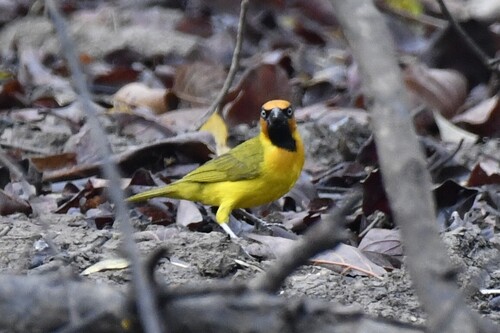 Olive-naped Weaver (Ploceus brachypterus), photo 9