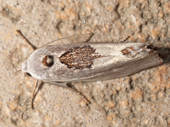Tymbophora peltastis
