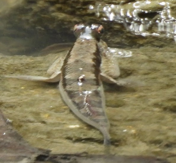 Giant Mudskipper (Periophthalmodon schlosseri)