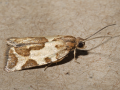 Subfurcatana schematica