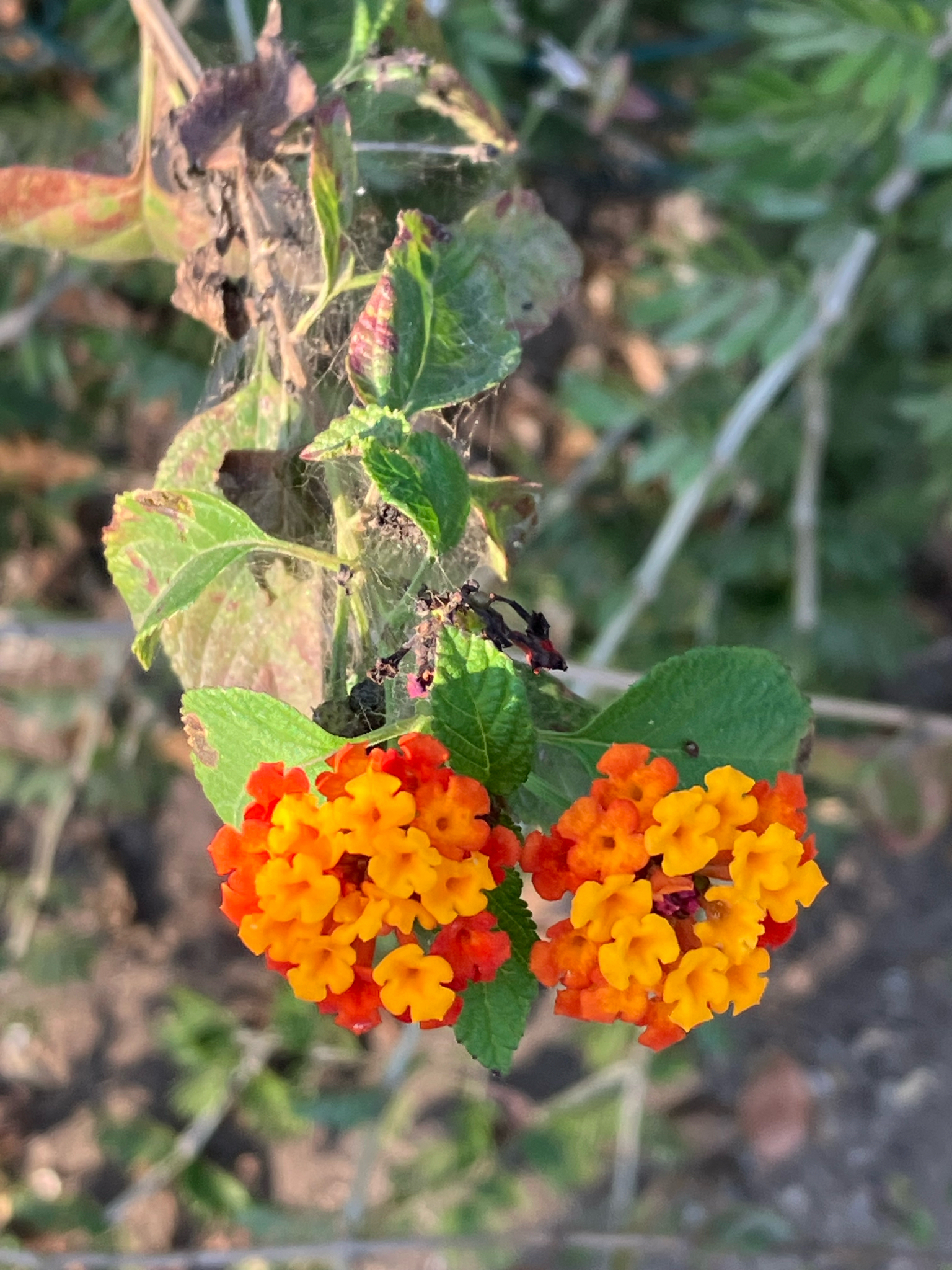 Imagem de lantana