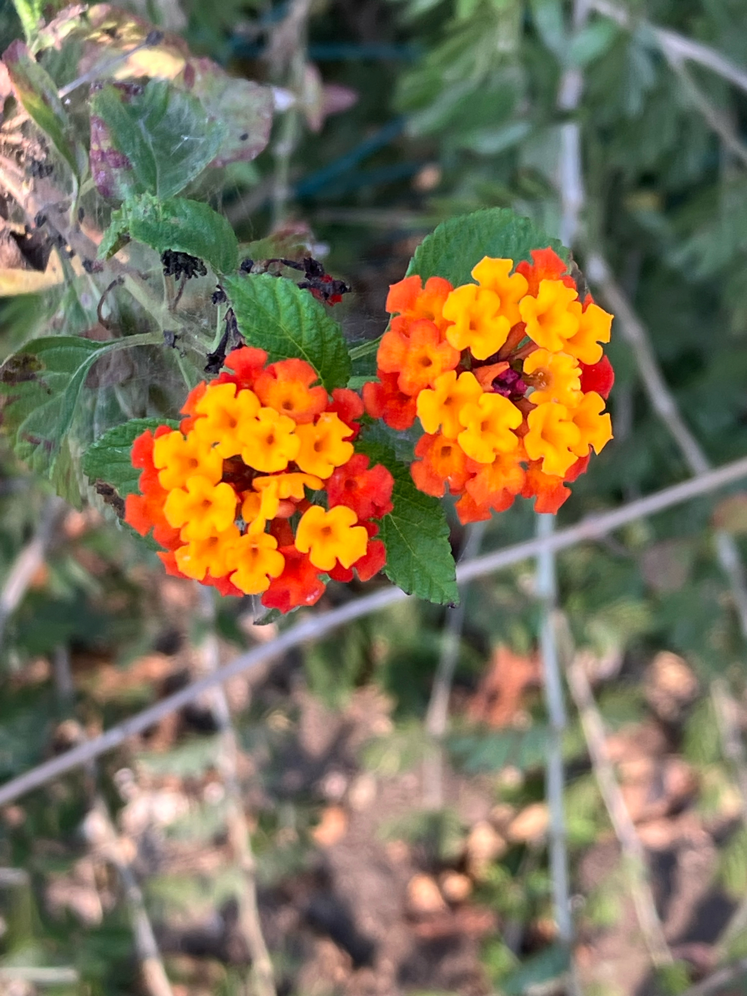 Imagem de lantana