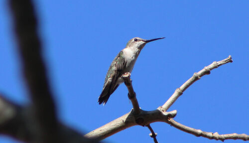 Ruby-throated Hummingbird observed by rodneyjohnson
