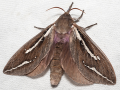 Abantiades latipennis