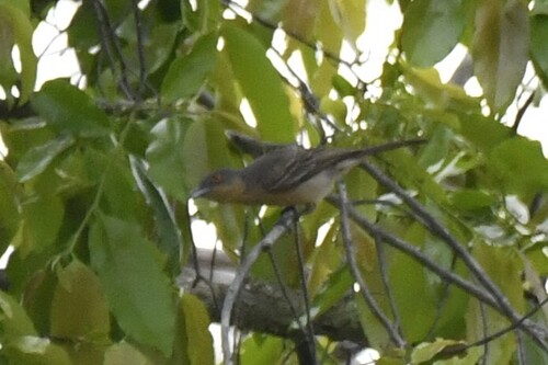Northern Puffback (Dryoscopus gambensis), photo 10
