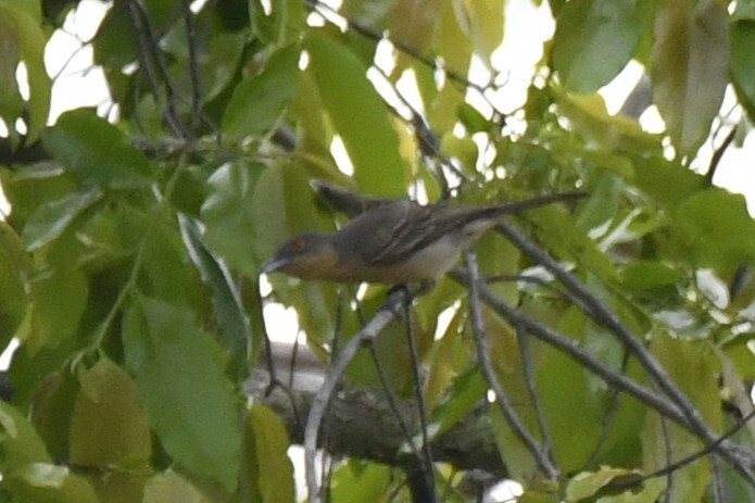 Northern Puffback (Dryoscopus gambensis), photo 10
