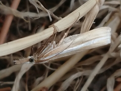 Orocrambus lewisi