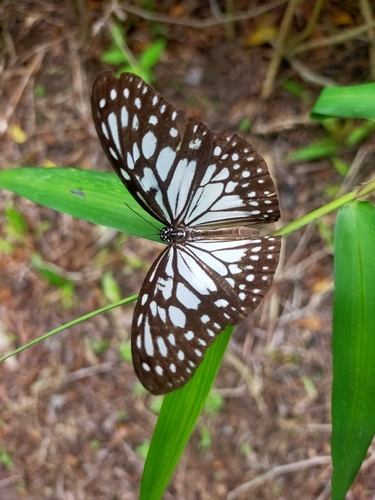 Ideopsis juventa