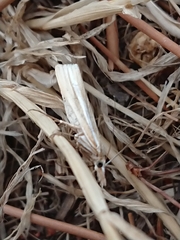 Orocrambus lewisi