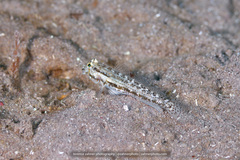 Gnatholepis thompsoni