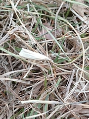 Orocrambus lewisi