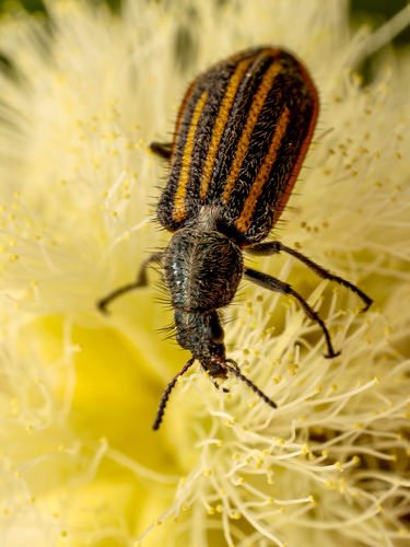 Astylus subgriseus