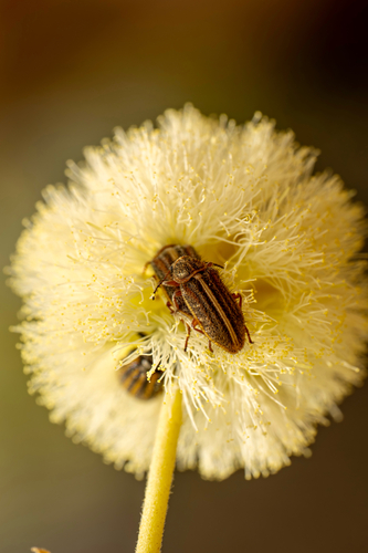 Astylus limbaticollis