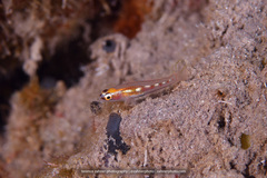 Coryphopterus hyalinus