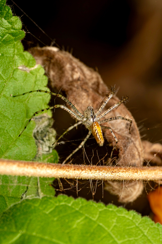 Peucetia flava