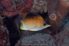 Prognathodes aculeatus