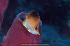 Prognathodes aculeatus