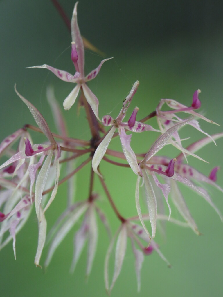 Macroclinium alleniorum