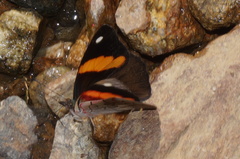 Diaethria pandama