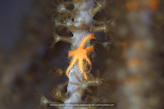 Ophiothela mirabilis