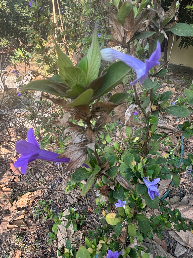Hoa chông – Barleria cristata