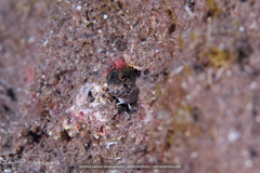 Emblemaria pandionis