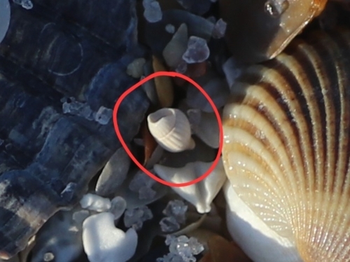 Parvanachis obesa