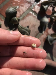 Crepidula convexa