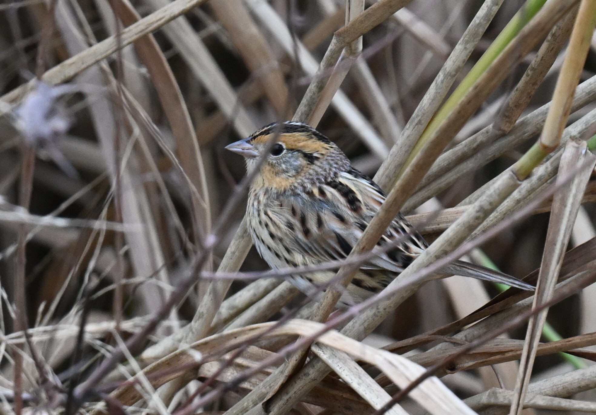 Ammospiza leconteii (Audubon, 1844)
