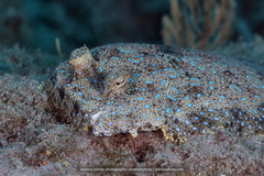 Peacock Flounder photo 3