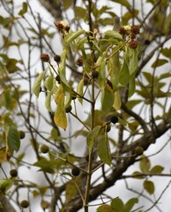 Mitragyna inermis, photograph (c) Zac Peterson, some rights reserved (CC BY)