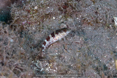 Malacoctenus triangulatus