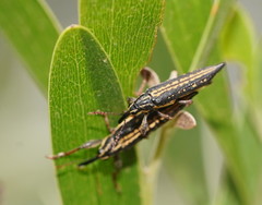 Rhinotia lineata