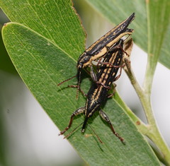 Rhinotia lineata