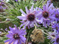 Macrolearia semidentata